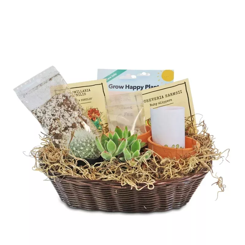 1 Cactus and 1 Succulent Growing Kit A Creative Gift Basket