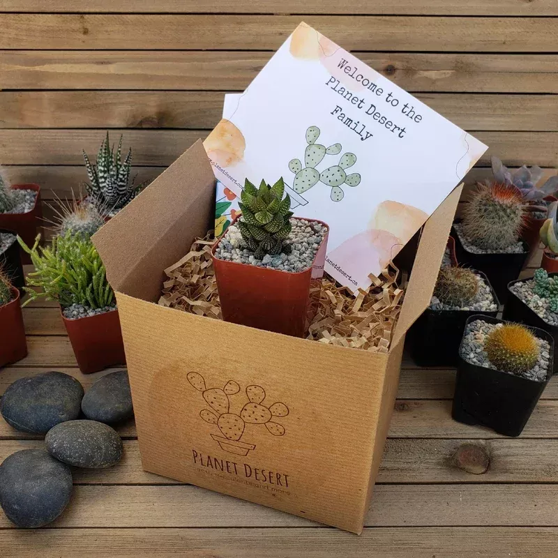 1 Succulent Subscription Box (Growing Kit)
