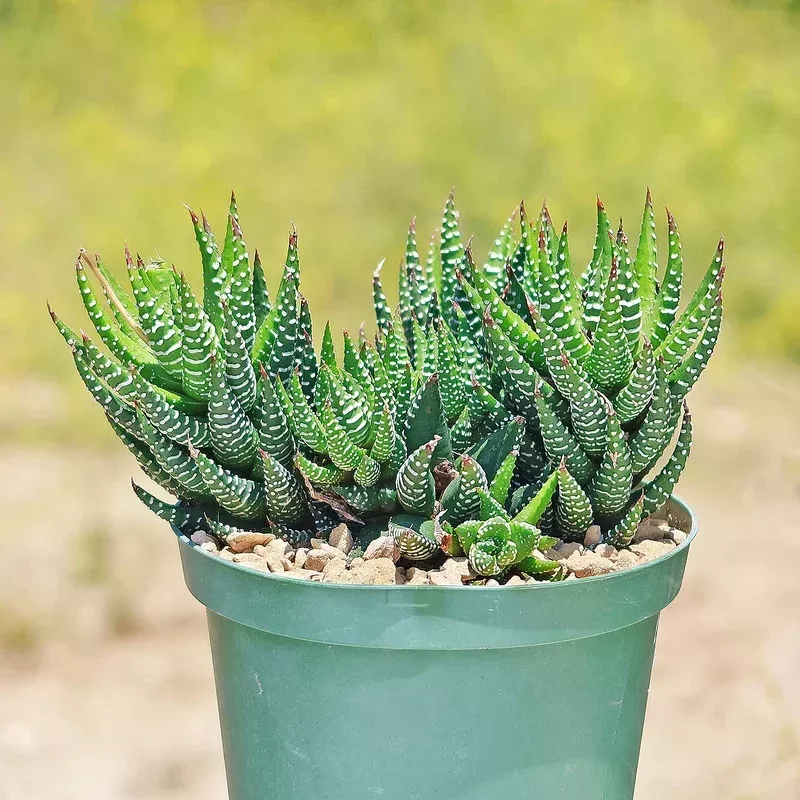 'Haworthia Coarctata' Crowded Haworthia