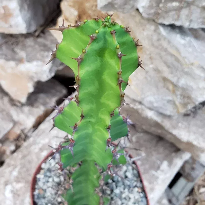 Zig Zag Cactus - Euphorbia pseudocactus 'Zig-Zag'